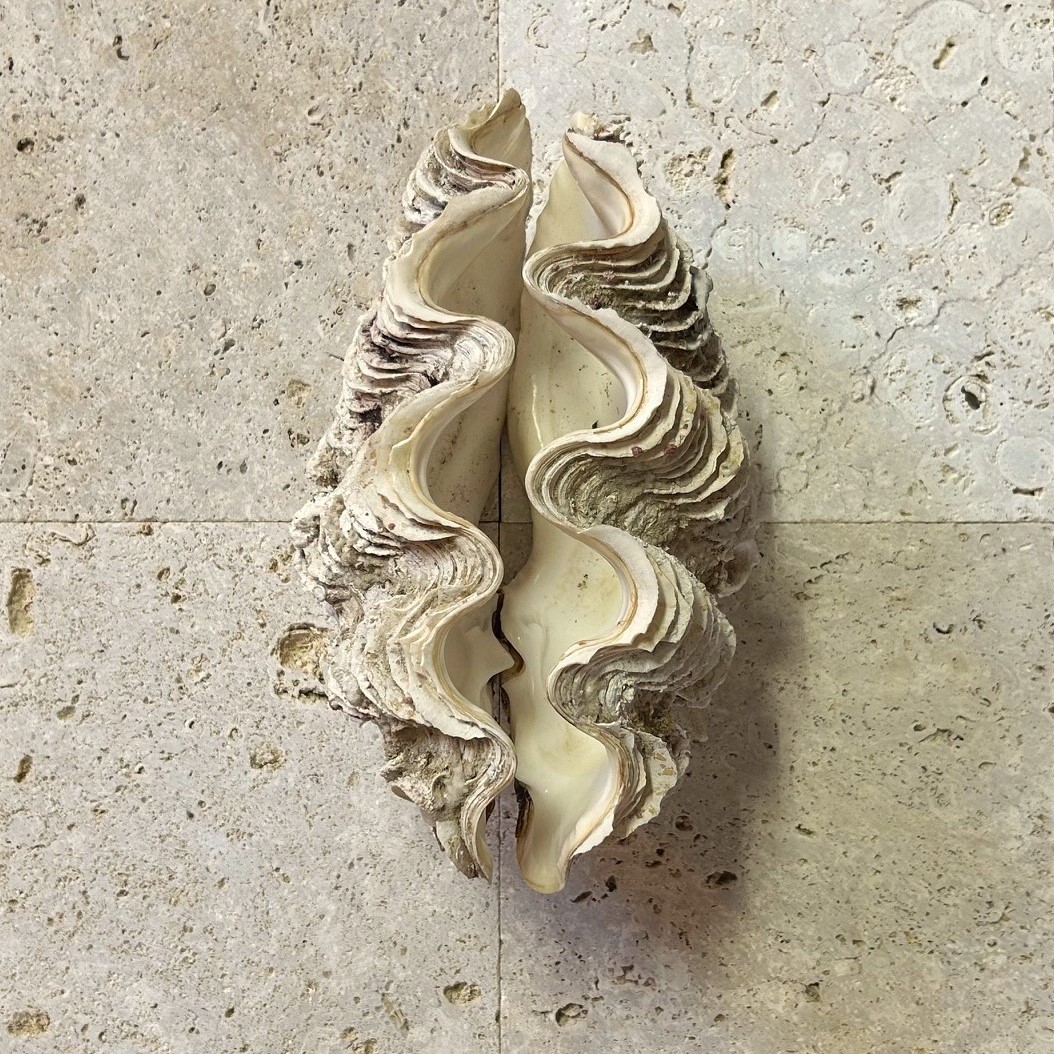 貝 サンゴ 夜光貝 コーラルストーン